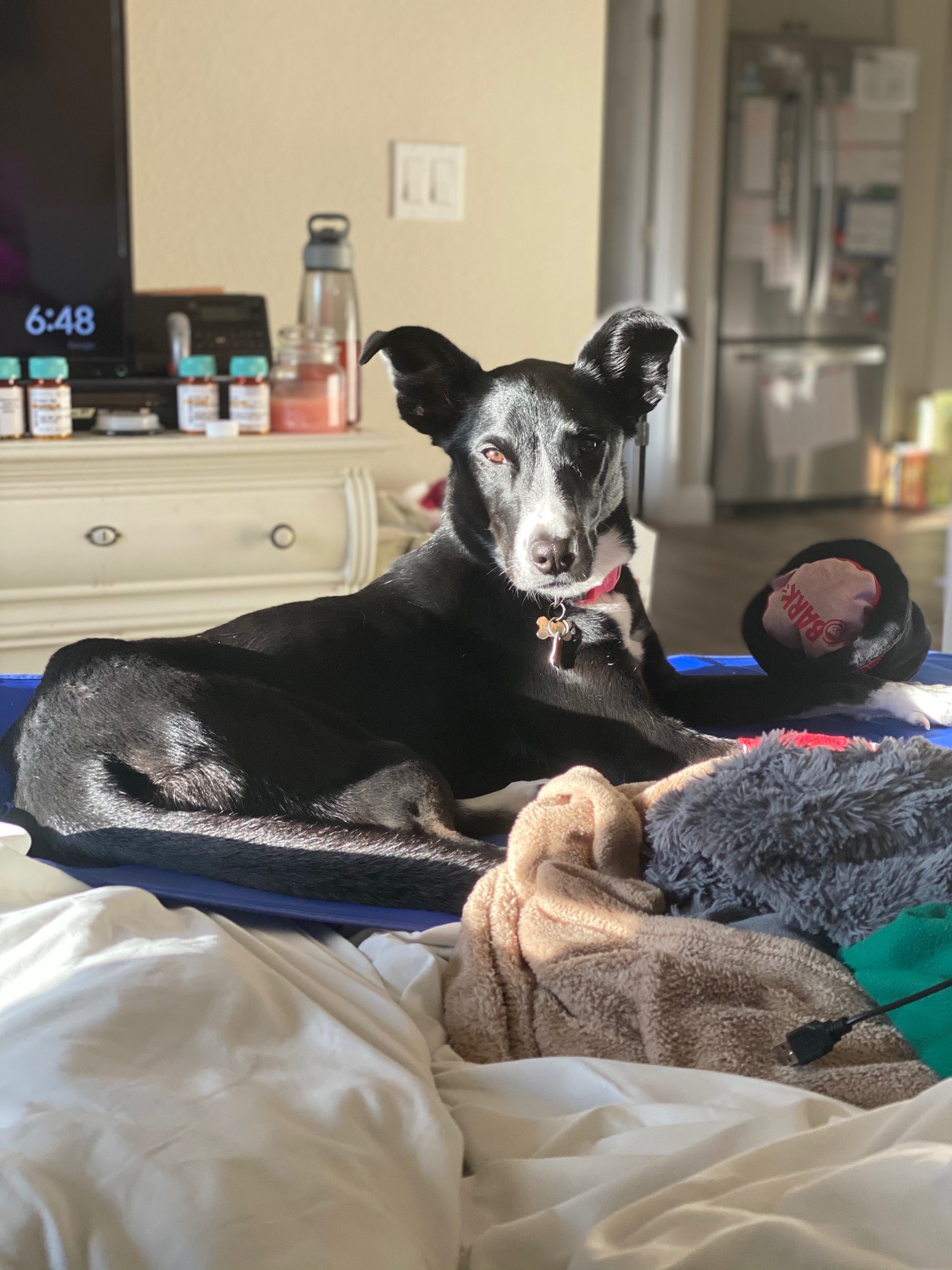 Our dog, Luna